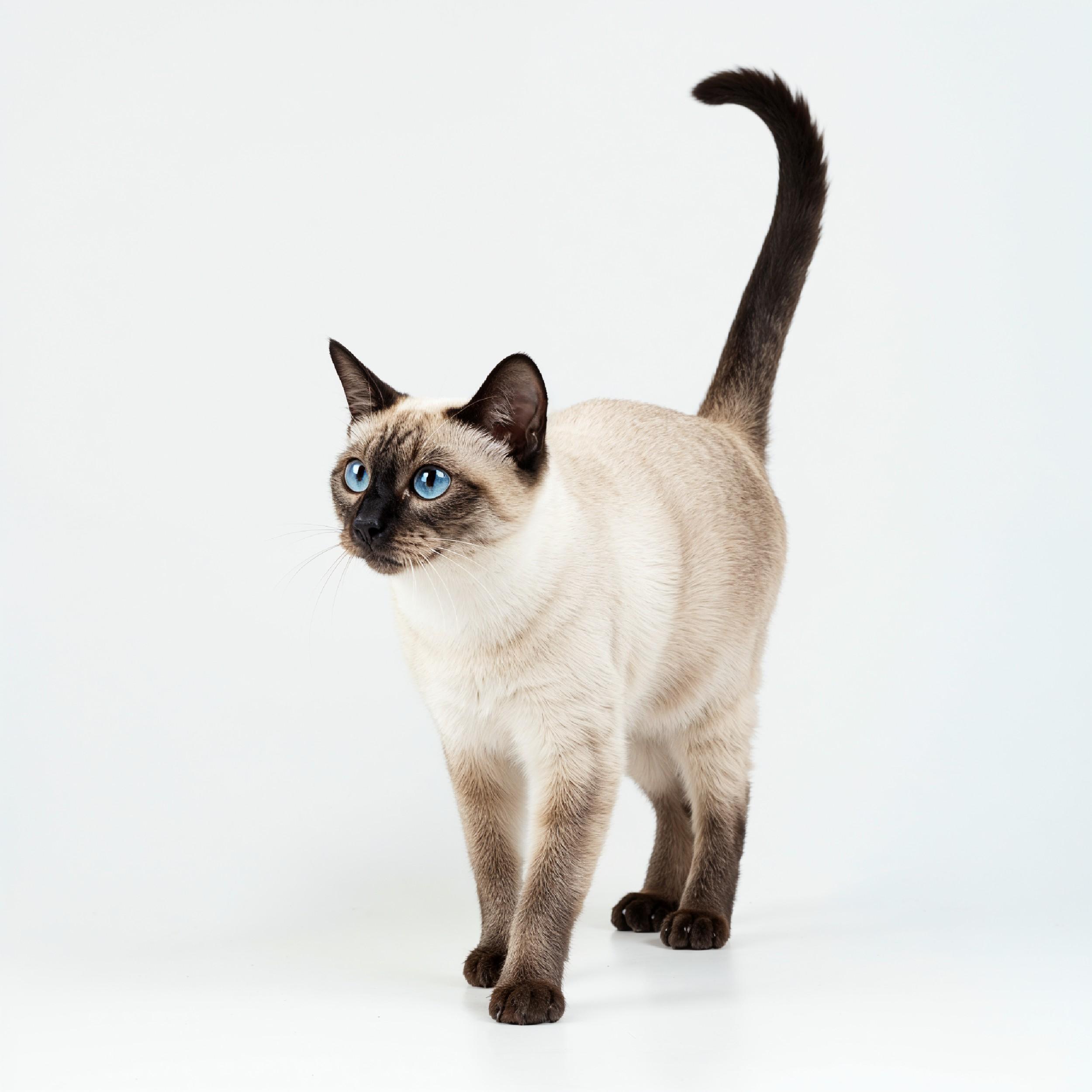 Domestic Cat Isolated on White Background Studio Portrait
