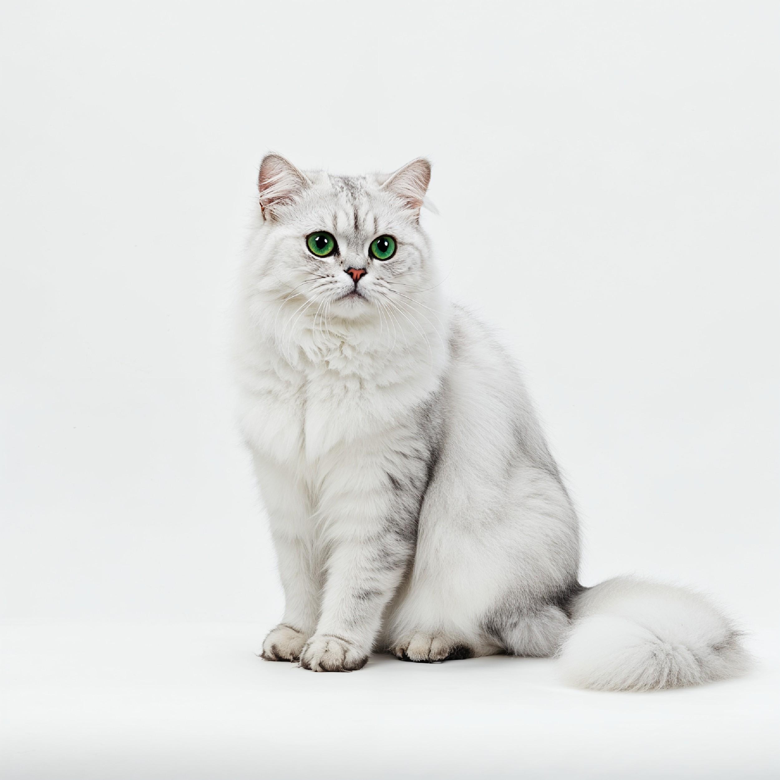 Domestic Cat Isolated on White Background Studio Portrait