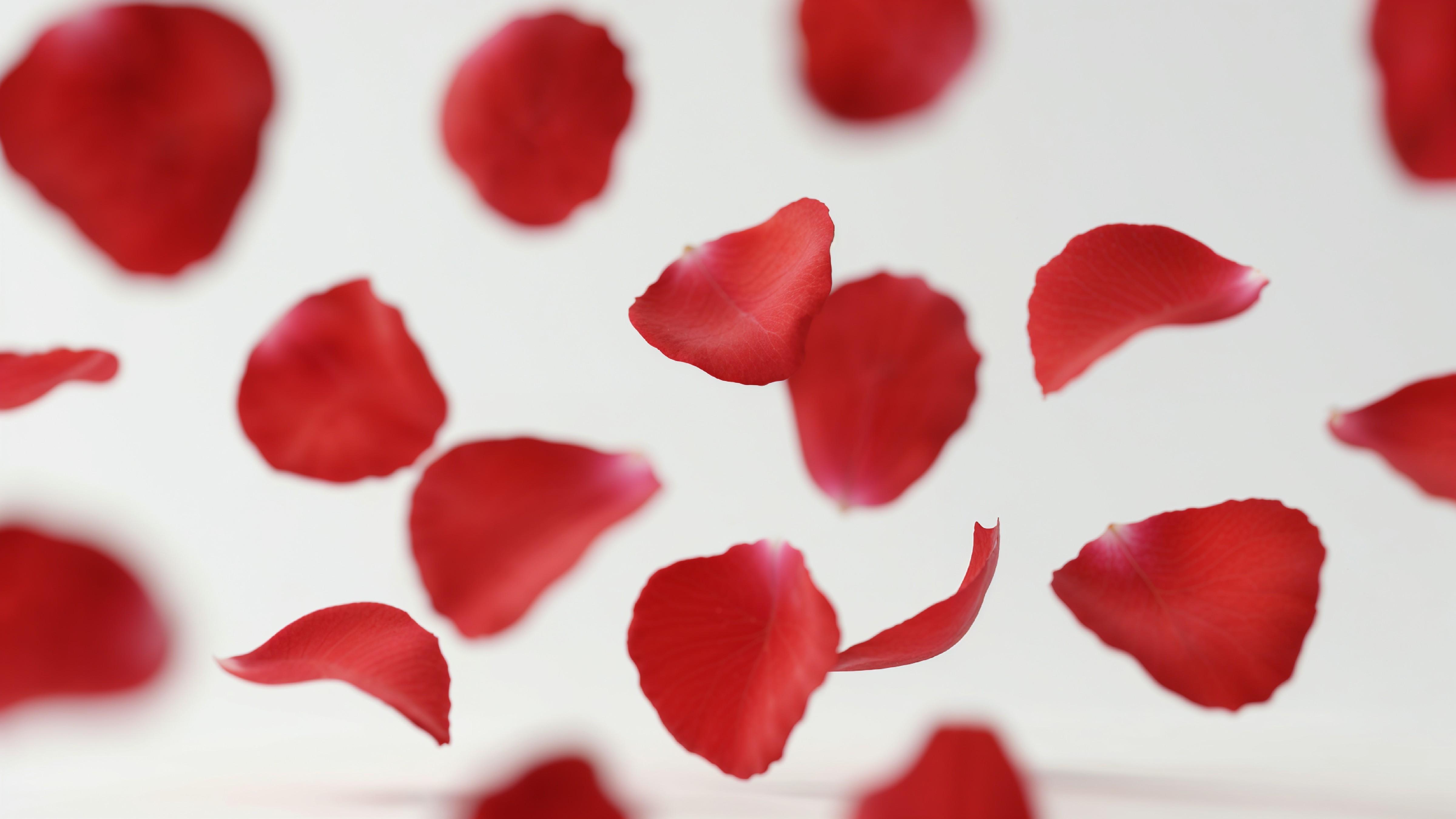 Falling Red Rose Petals in Motion on White Background