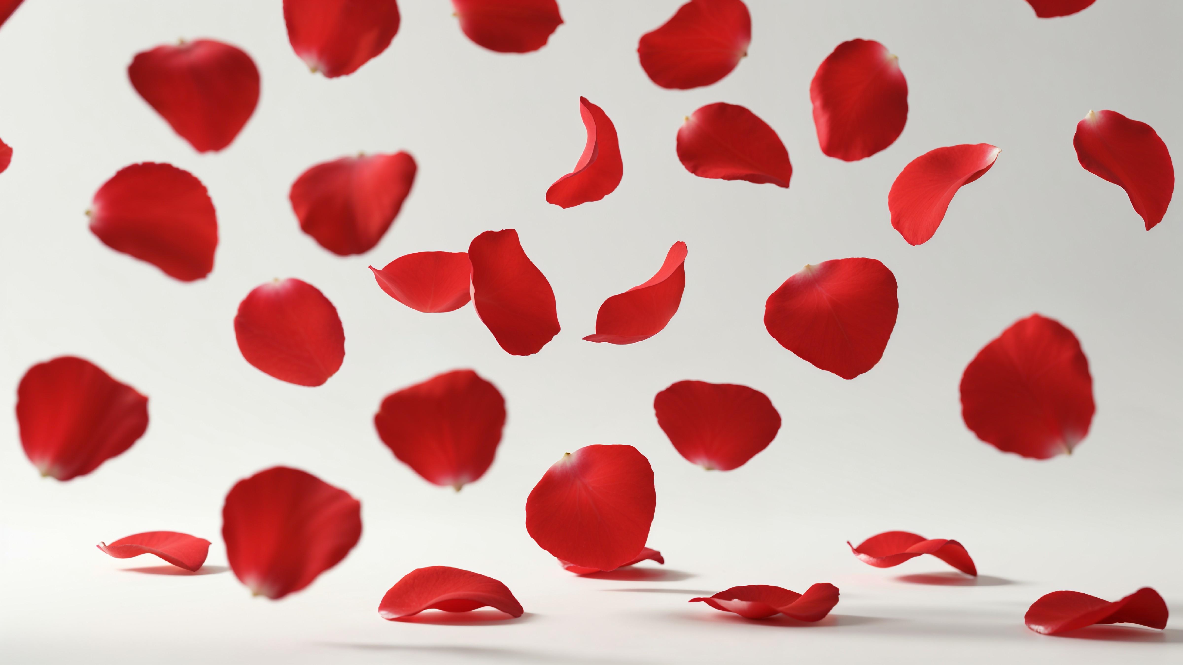Falling Red Rose Petals in Motion on White Background