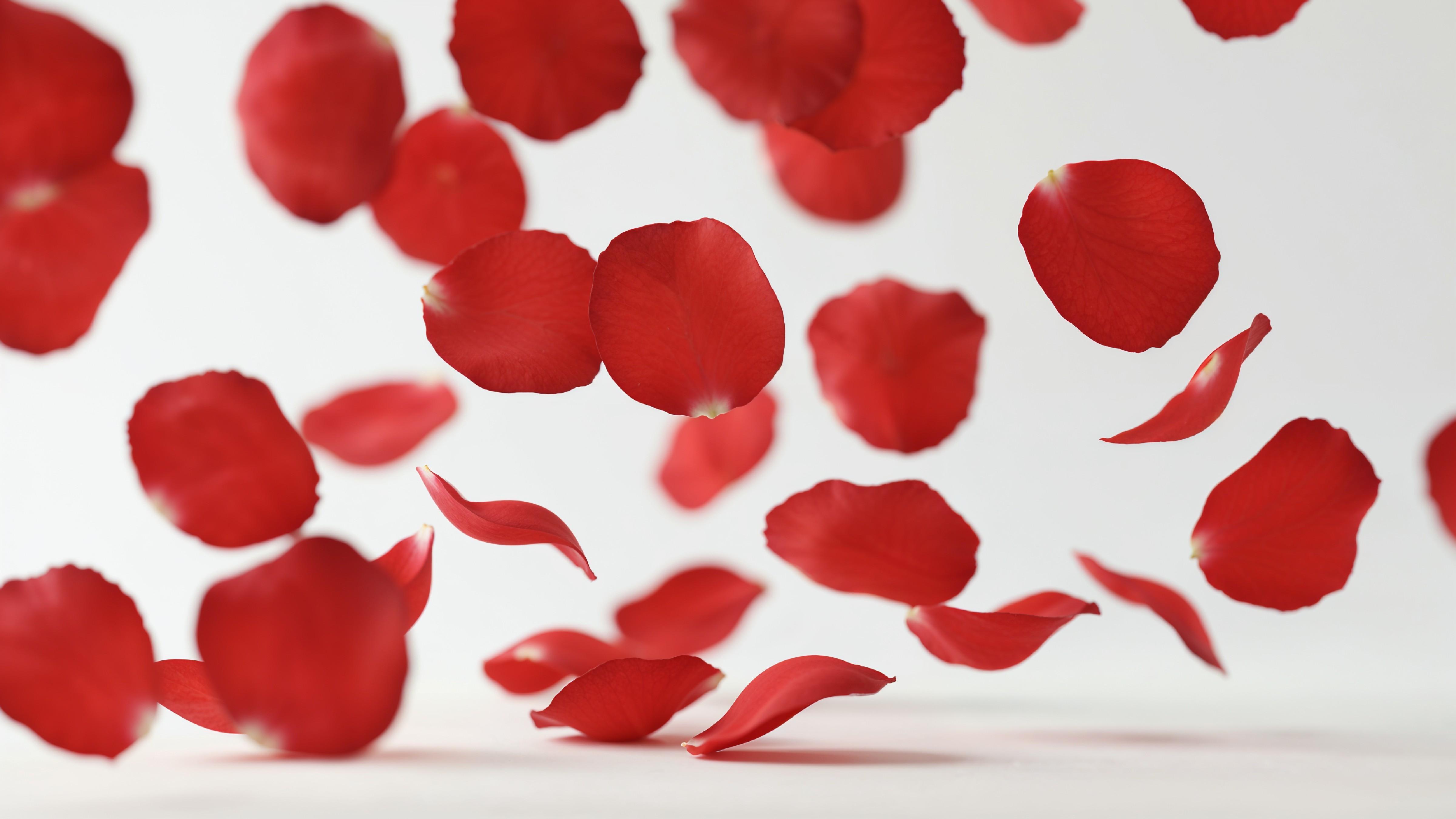 Falling Red Rose Petals in Motion on White Background