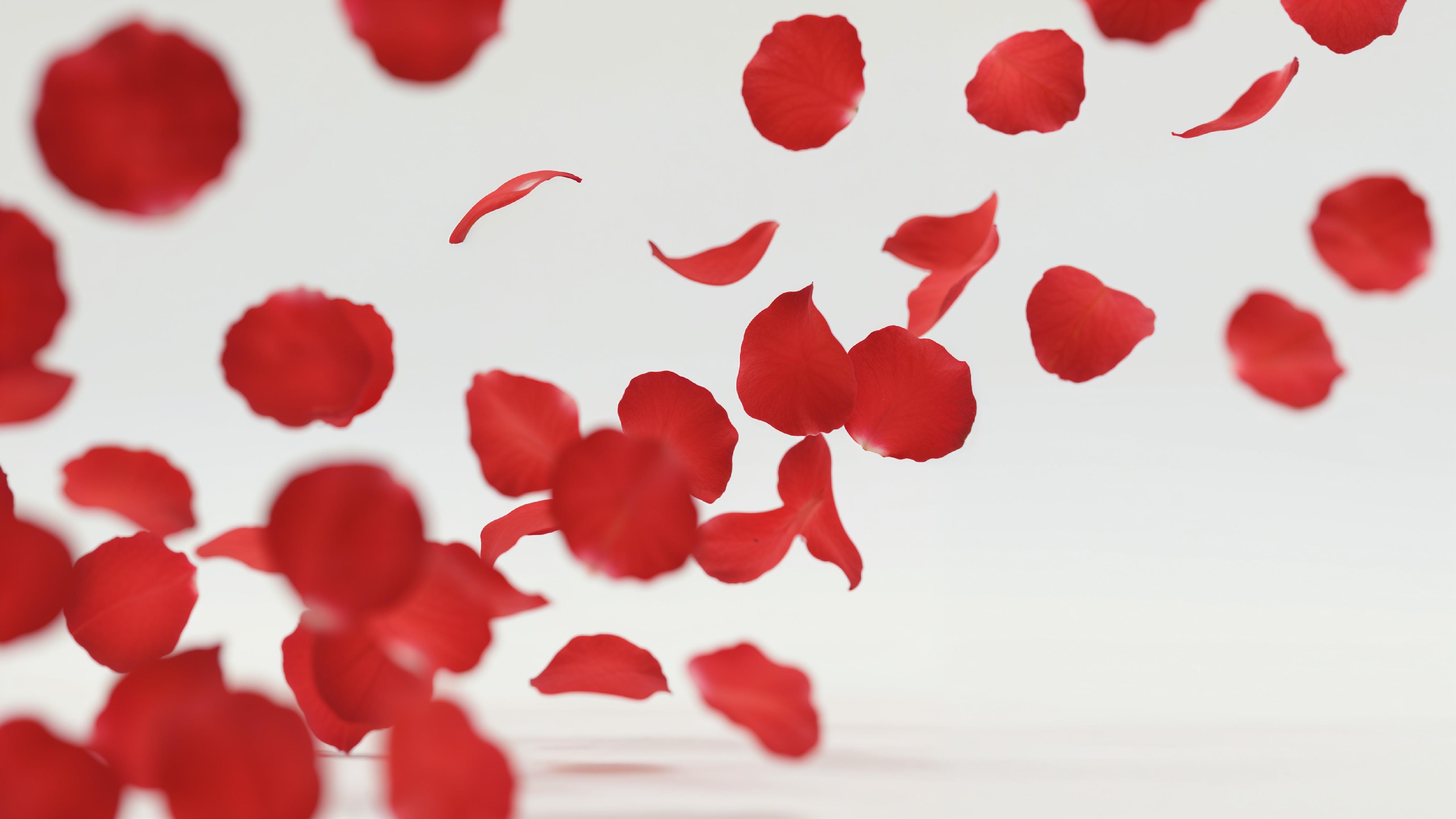 Falling Red Rose Petals in Motion on White Background