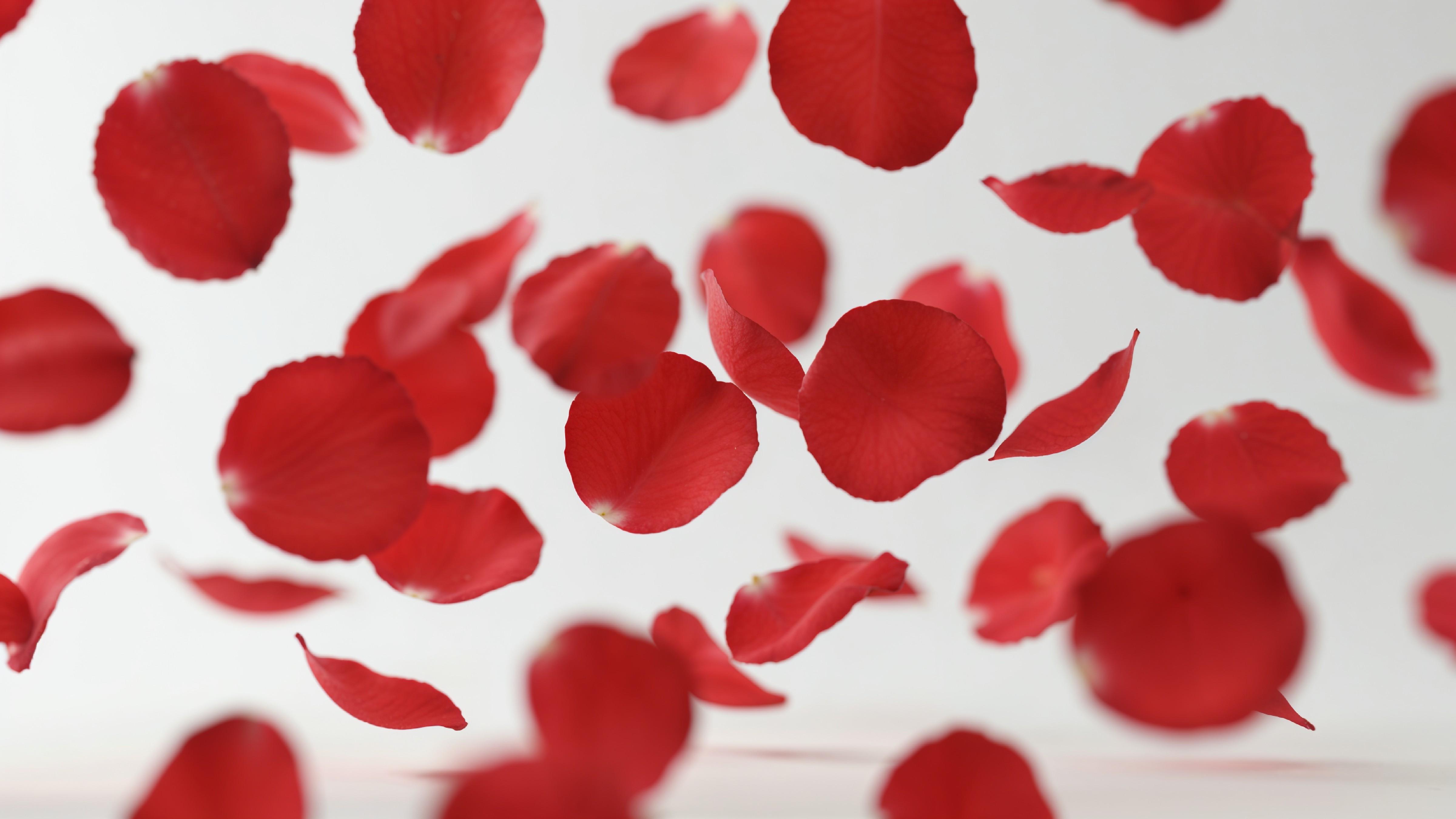 Falling Red Rose Petals in Motion on White Background