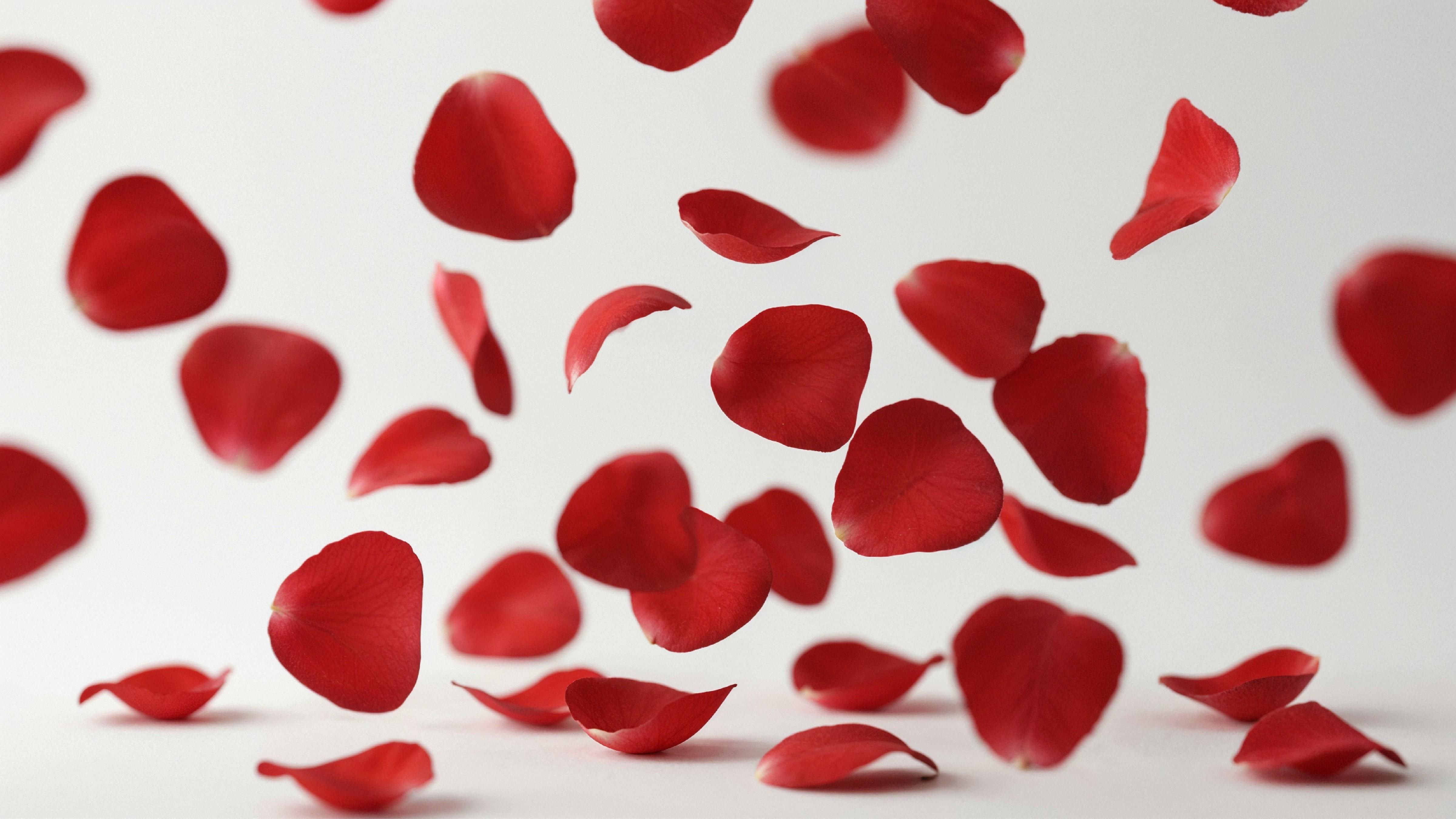 Falling Red Rose Petals in Motion on White Background