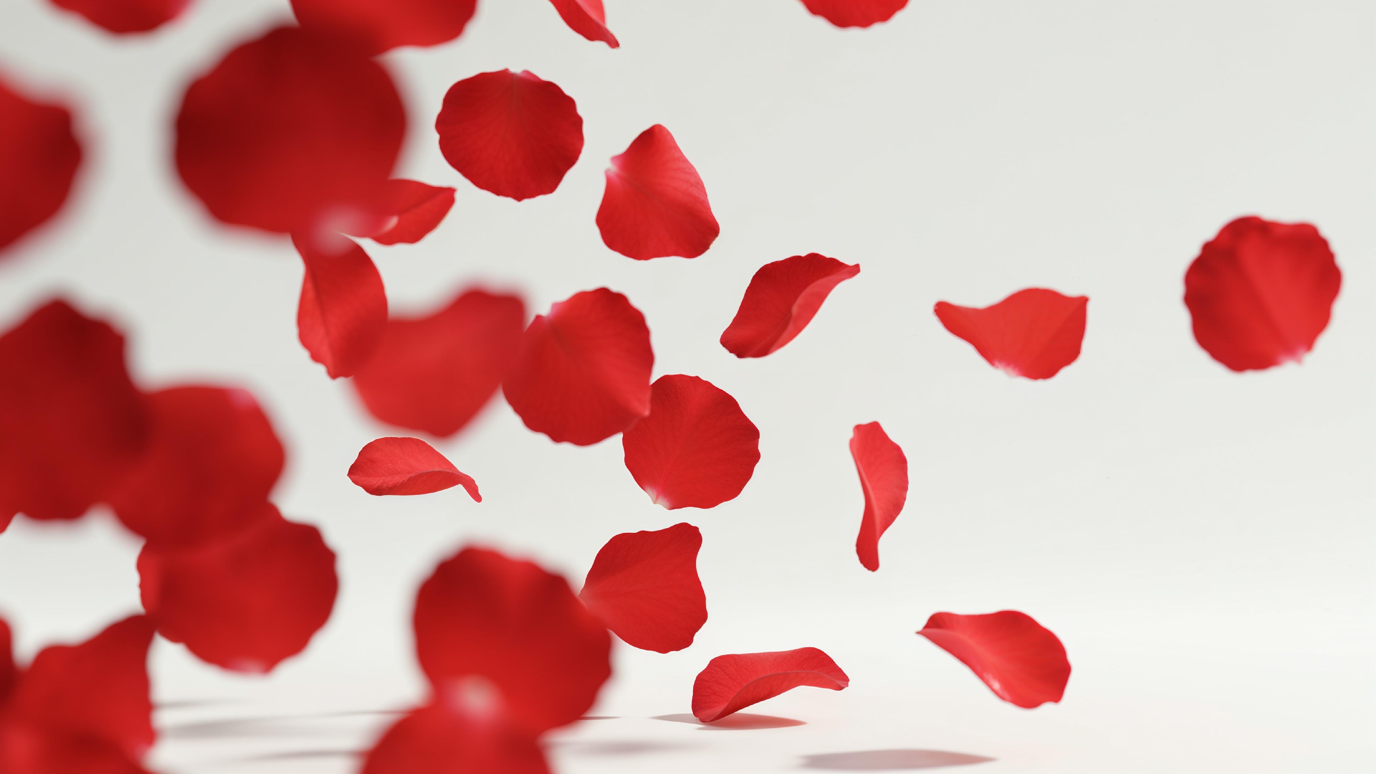 Falling Red Rose Petals in Motion on White Background