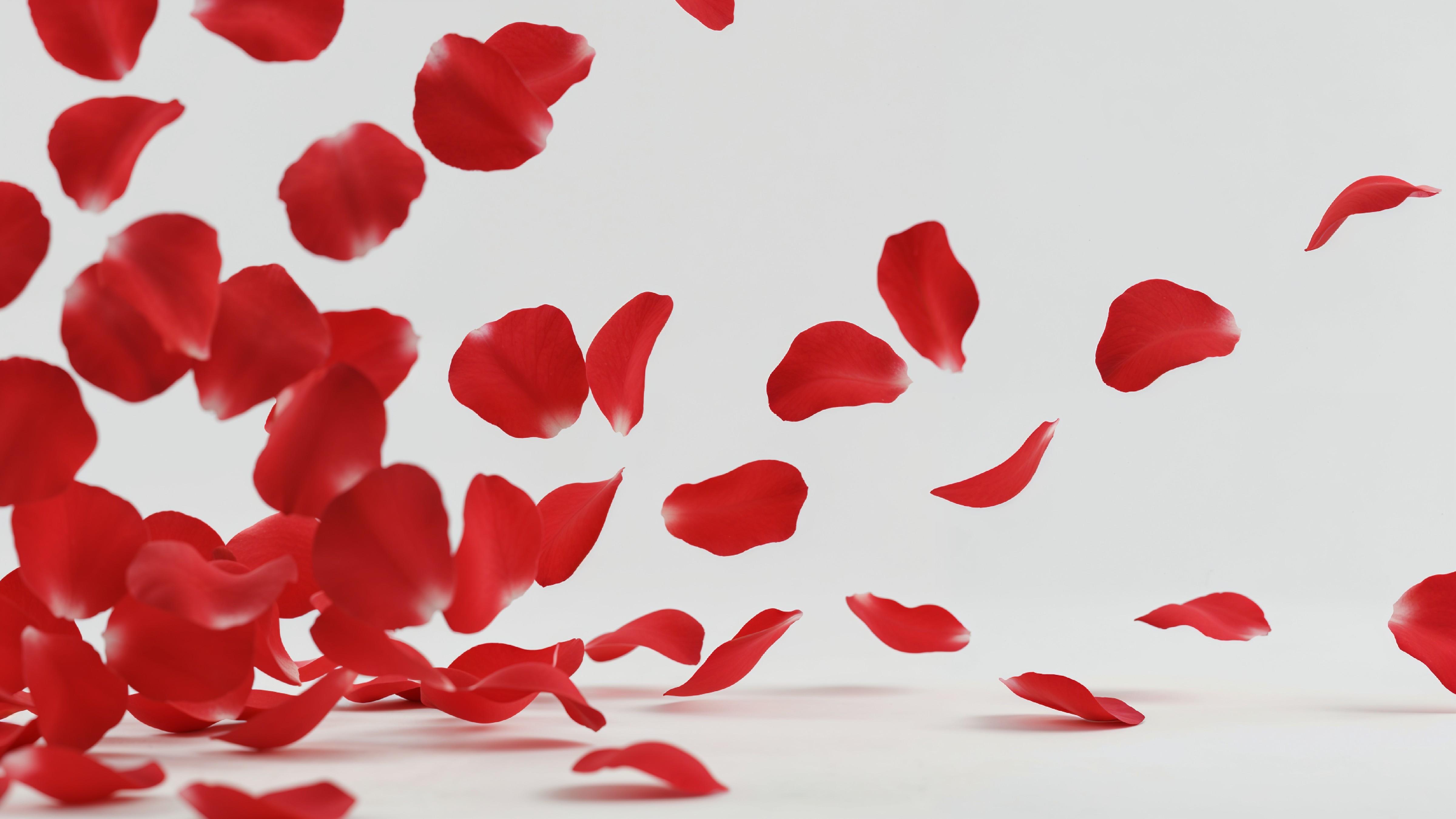 Falling Red Rose Petals in Motion on White Background