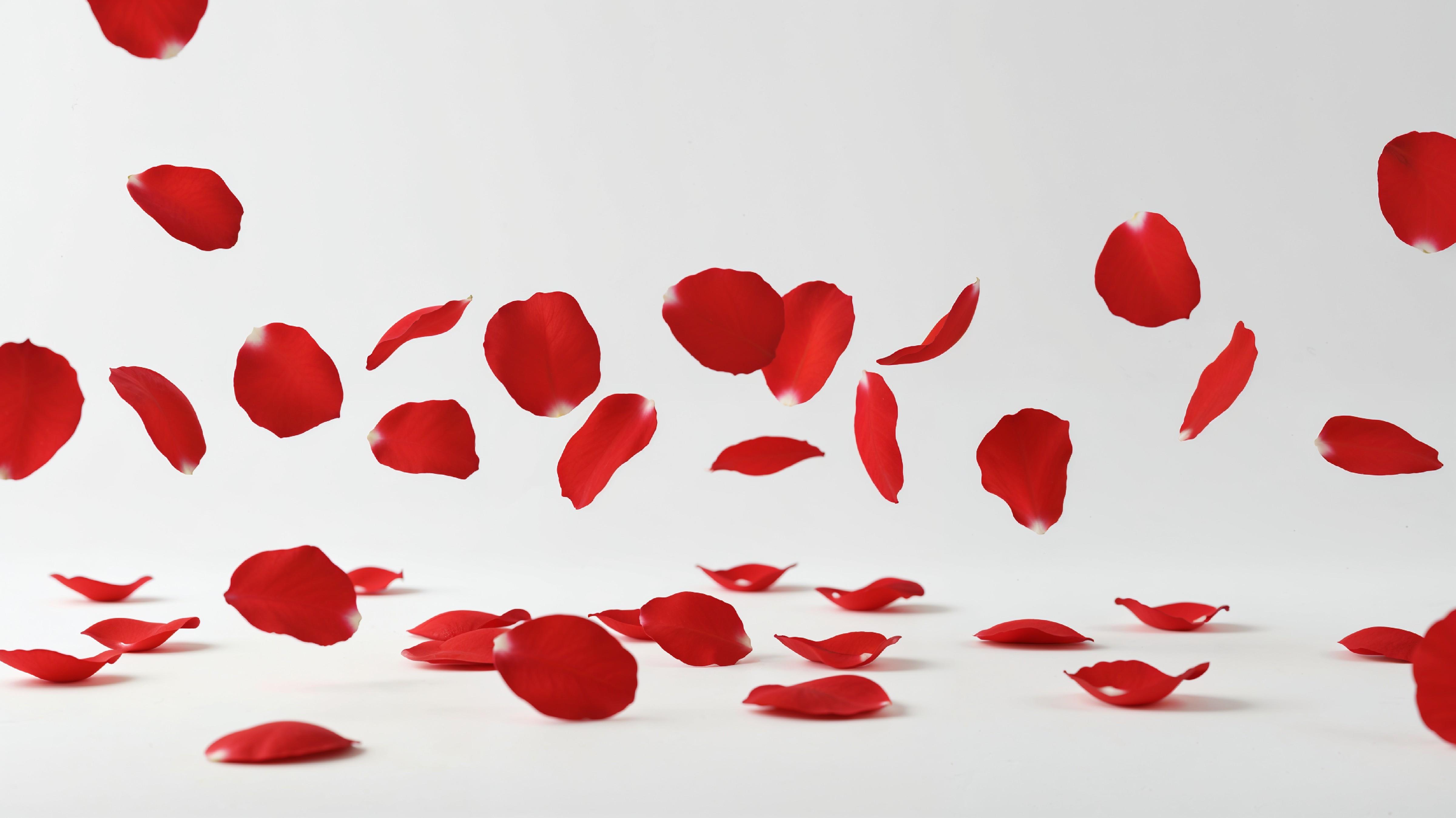 Falling Red Rose Petals in Motion on White Background