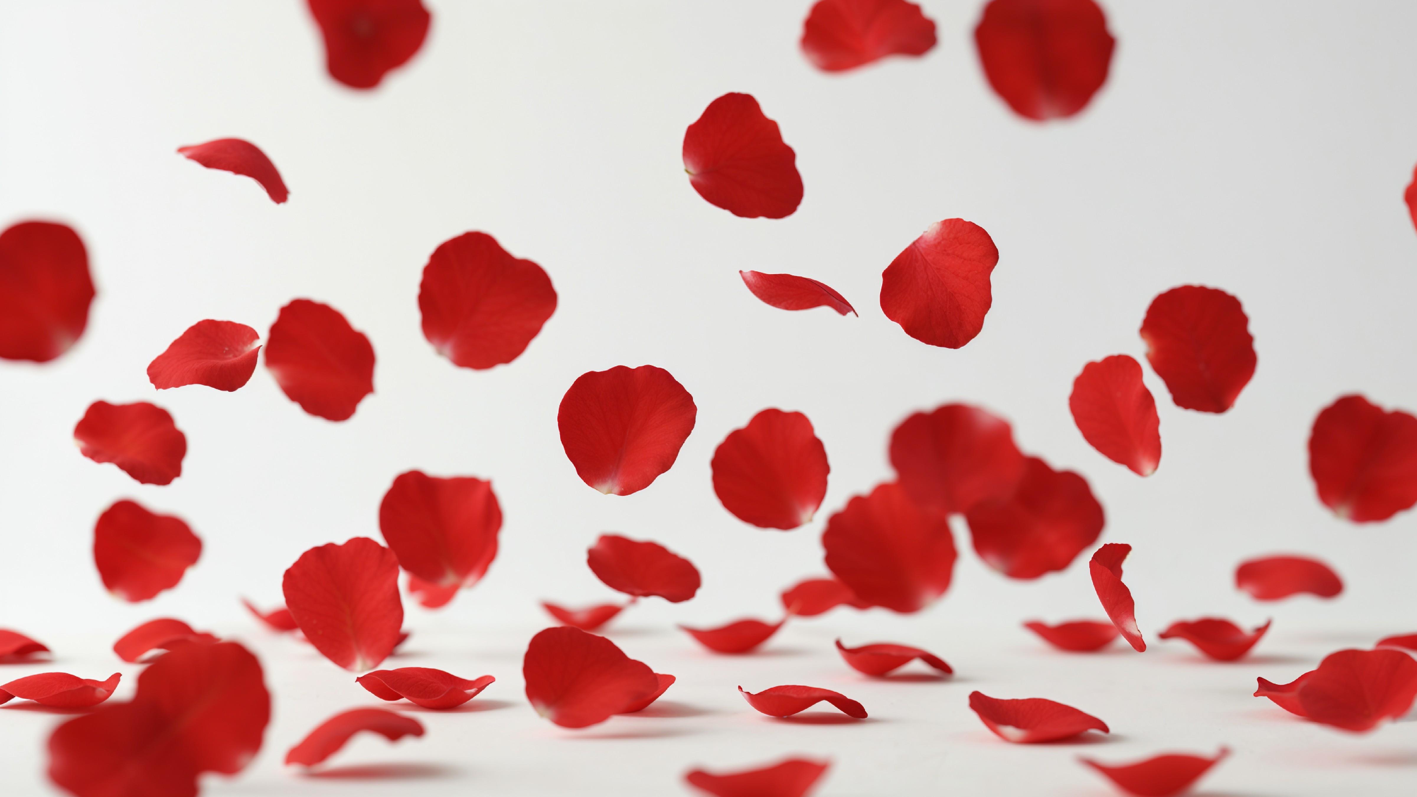 Falling Red Rose Petals in Motion on White Background
