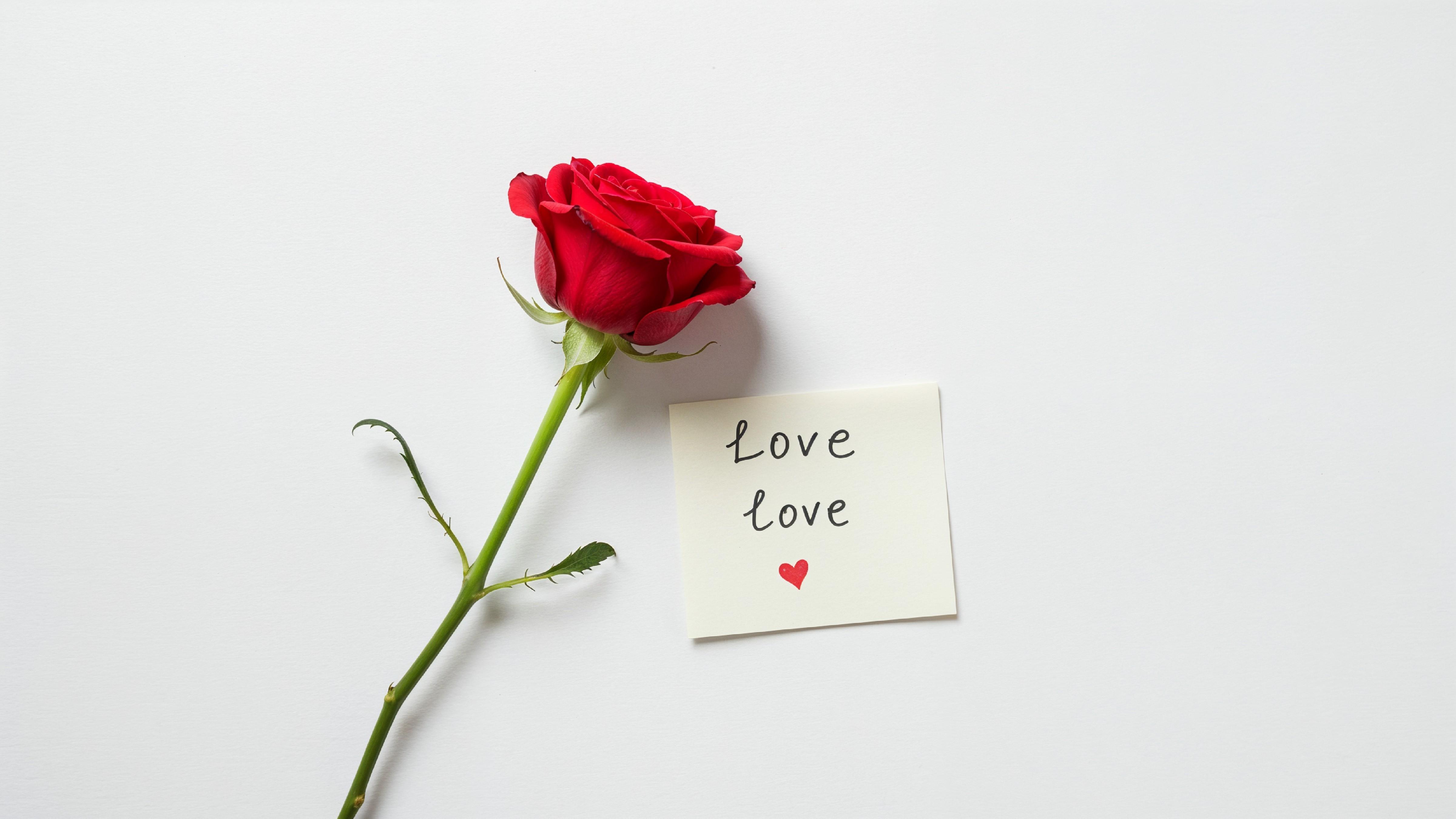 Single Red Rose with Love Note on Minimal White Background