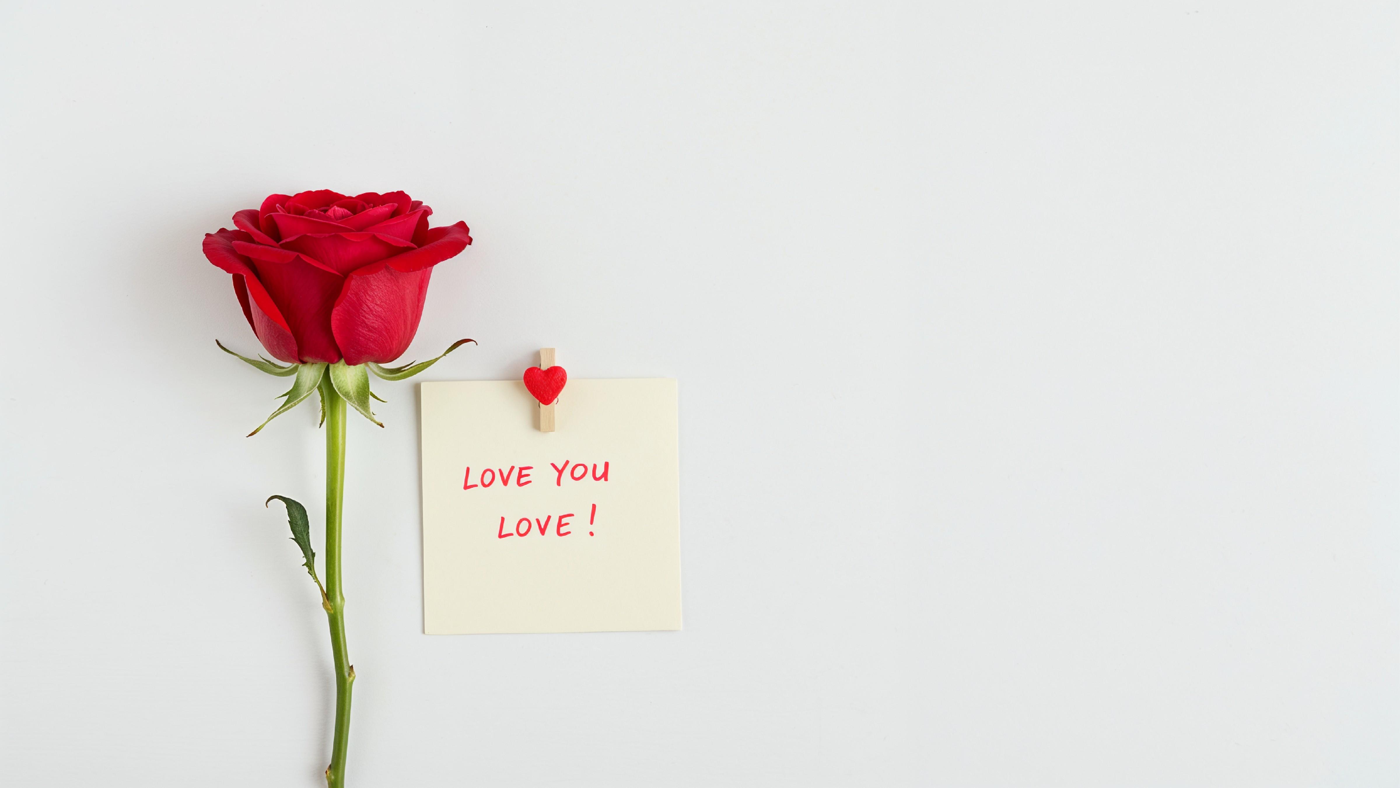 Single Red Rose with Love Note on Minimal White Background