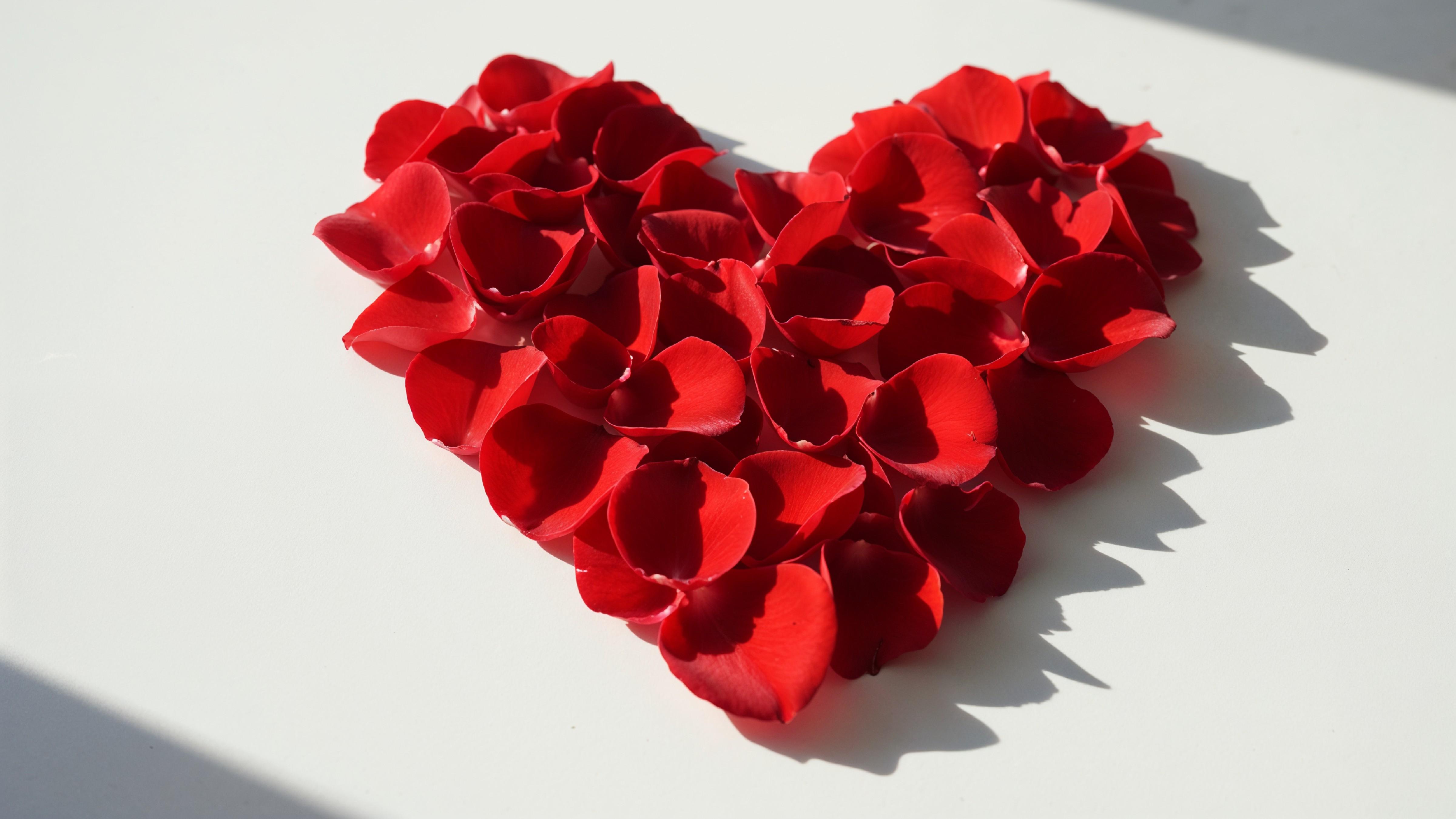 Heart Shape Made of Red Rose Petals on White Background