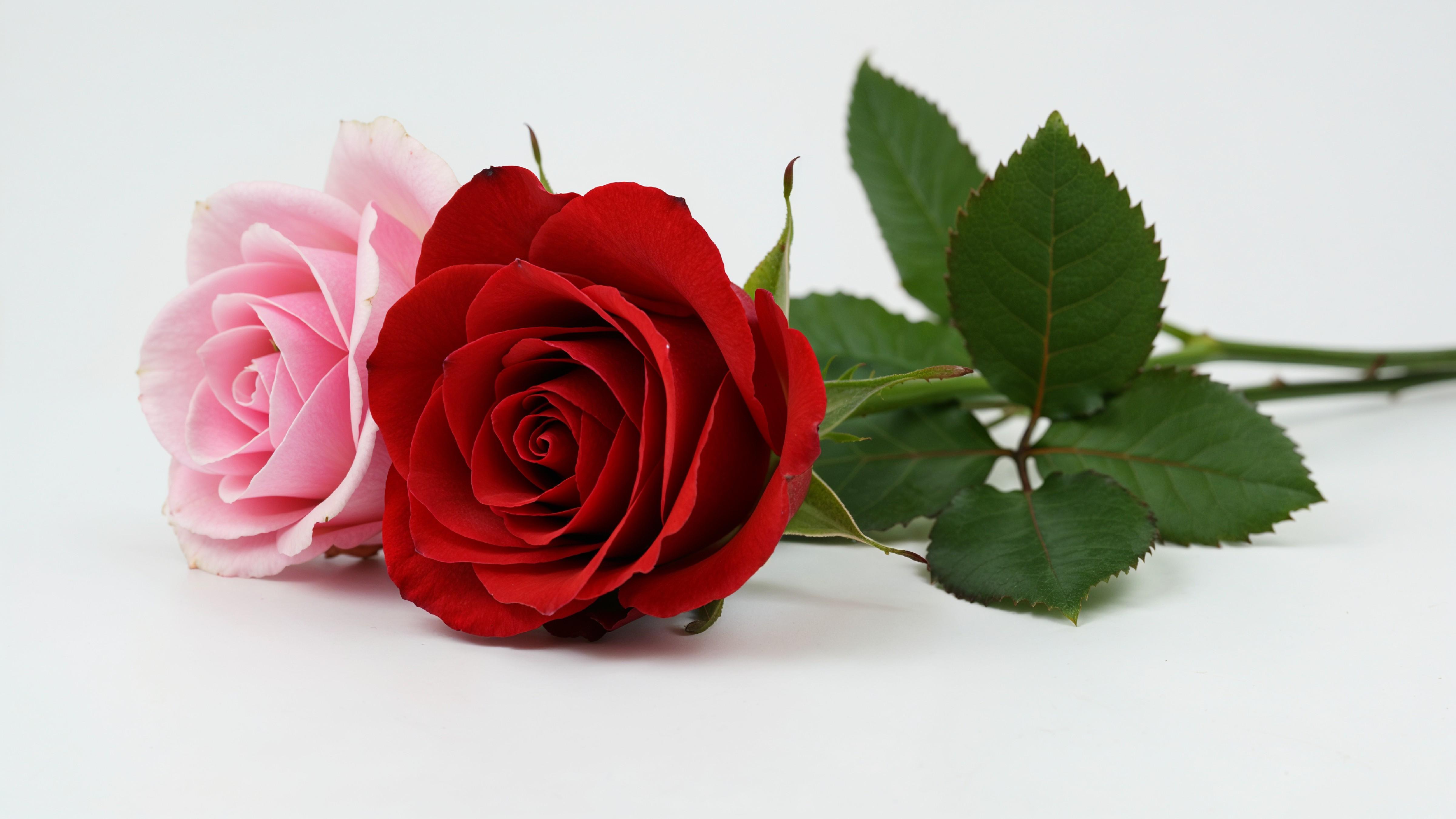 Pair of Red and Pink Roses Symbolizing Love and Romance